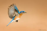 Bluebird flys by
