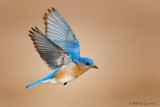 Bluebird male in flight