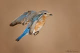 Bluebird in flight