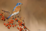 Berry nice scene