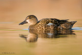 Blue winged teal  (hen)