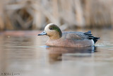 American Wigeon (drake)