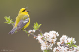 Blue-Winged Warbler 