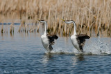 Western Grebes in sync rushing