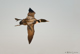 Loon in flight