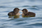 Loon siblings