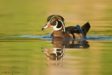 Wood Duck (Drake)