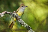 Great Crested Flycatcher