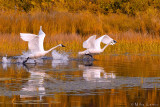 Trumpeter swans autumn takeoff
