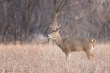 Ten point buck in the field