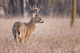 Side profile of a Buck