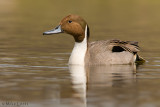 Northern Pintail