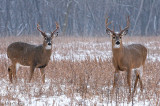 Big Boys in the snow