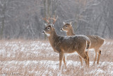 Dual bucks in fine snowfall