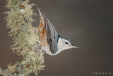 Whit- breasted nuthatch