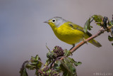 Nashville Warbler