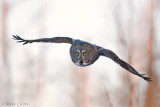 Great Gray Owl fly by