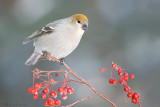 Pine Grosbeak (female)