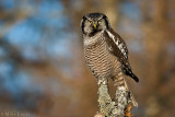 Northern Hawk Owl