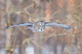 Great Gray Owl in flight