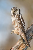 Northern Hawk Owl  concealment position