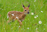Fawn in the field