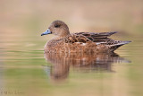 Wigeon hen on sweet water