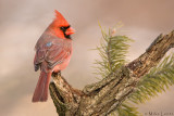 Northern Cardinal