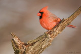 Northern Cardinal