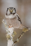 Northern Hawk Owl in winter scene