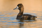 Greater Scaup Hen  (non breeding plummage)
