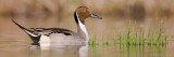 Northern Pintail (Drake)