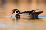 Woodduck (Drake)