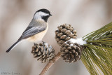 Black capped Chickadee