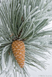 Pine cone hoar frost