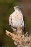 Ferruginous Hawk
