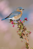 Eastern Bluebird (female)