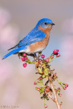 Eastern Bluebird  (male)