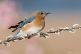 Eastern Bluebird