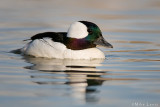 Bufflehead (drake)