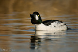 Common Goldeneye displaying