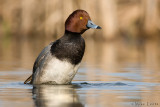 Redhead Duck (Drake)