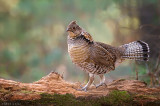 Ruffed Grouse on drumming log