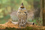 Ruffed Grouse (slow shutter speed)