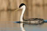 Western Grebe