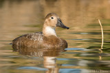 Canvasback (Hen)