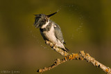 Belted Kingfisher (male)