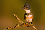 Belted Kingfisher (Female)