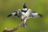Belted Kingfisher (male)