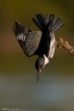 Belted Kingfisher hunting